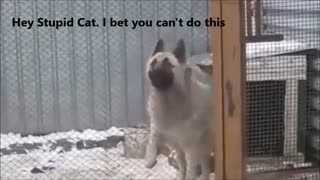 Dancing Dog Vs Turtle Riding Cat