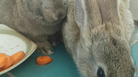 Cute rabbit eating carrot