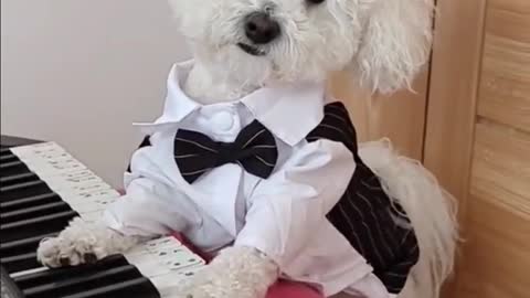 Funny Piano Playing Cute Puppy