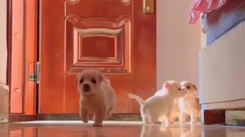 Beautiful Puppies Having Fun #shorts #shortsvideo #video #viral