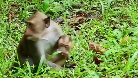 amazing Monkey funny moment 2024