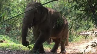 Elephants in A forest Eating leaves