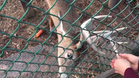 Deer at the park absolutely loves having his antlers jiggle