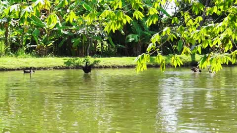 Ducks Swimming in lake with lush green nature