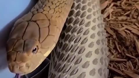 Snake shedding skin