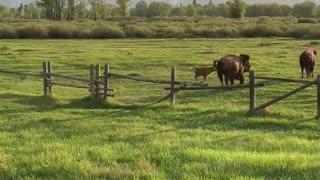 Fence Interrupts Spring Bison Migration