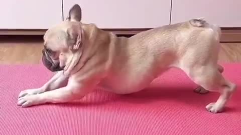 Cute and fuuny dog exercise