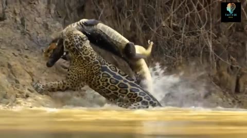 Look, the leopard jumped into the river and made the crocodile its prey