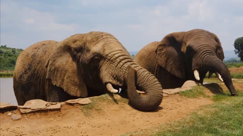 Two elephants are having fun UHD