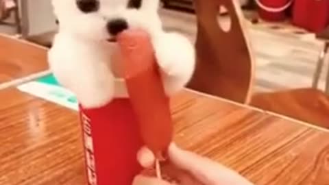 Cute and funny dog will help you feel not boring