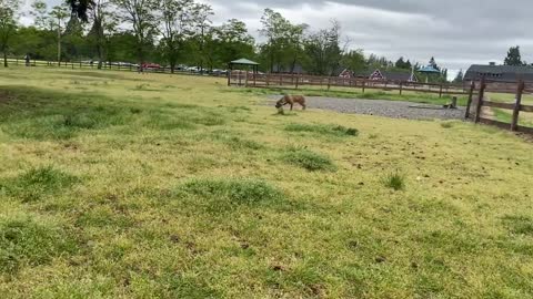 German shepherd attack pitbull.off-leash Dog park
