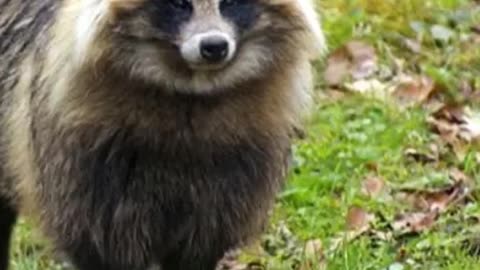 The Rare Tanuki That Could Be Own