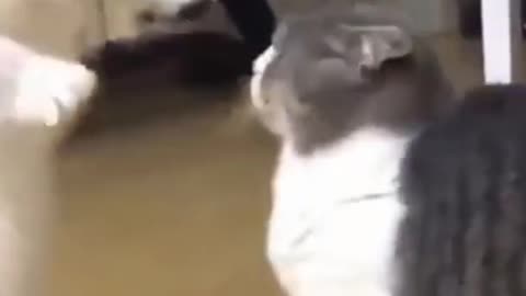 Cat fighting