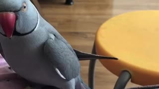 Smart Parrot tells owner don’t do it, and then do it
