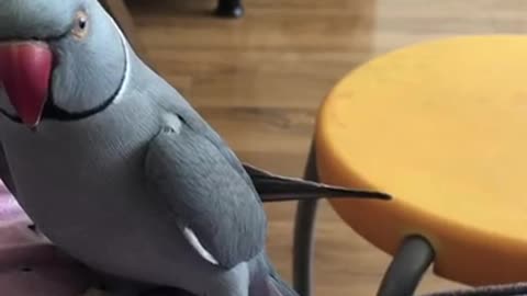 Smart Parrot tells owner don’t do it, and then do it