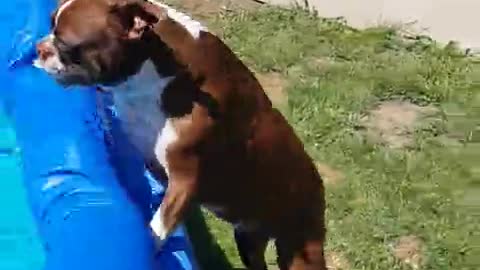Boston Terrier is absolutely ecstatic for pool time