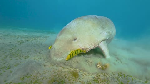 The Dugong Eating in Marsa Alam