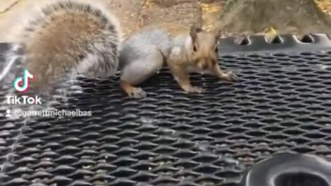 Squirel