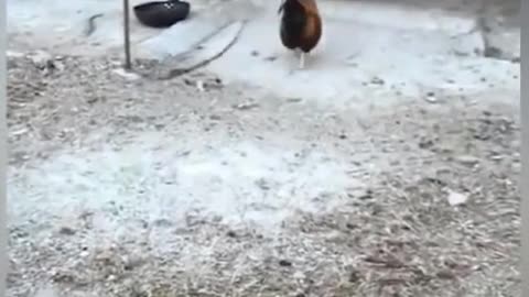 Chicken VS Dog Fight - Funny Dog Videos (Don't Miss it)