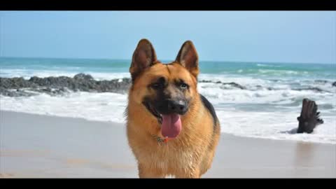 German Shepherd Training |doggie diaries