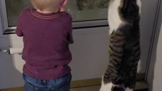 Kiddo and Cat Grab at Glass