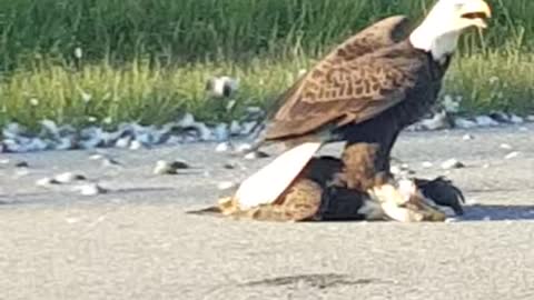 Unbelievable bald eagle cannibalism