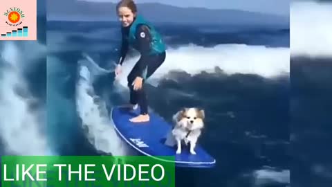 Rumble/dog enjoy his riding live,best viral video