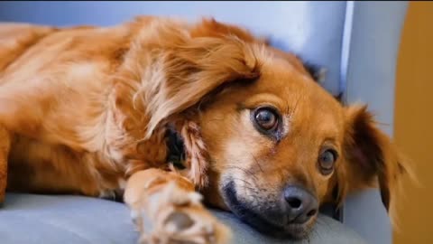 Dog's videos||emotional dog sleeping videos