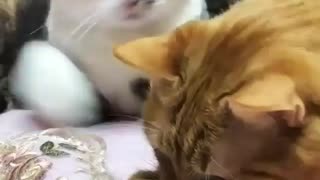 Funny and Cute Cats Videos #117 │ Gadis Sekarwangi