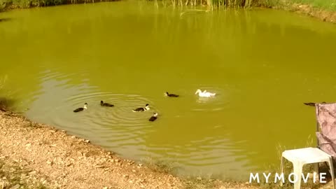 Little ducks