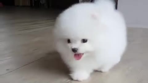White_Pomeranian_Puppy_Ball