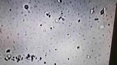 [흰토끼굴 백신정보] 코로나 진실 규명 의사회 공개 영상들