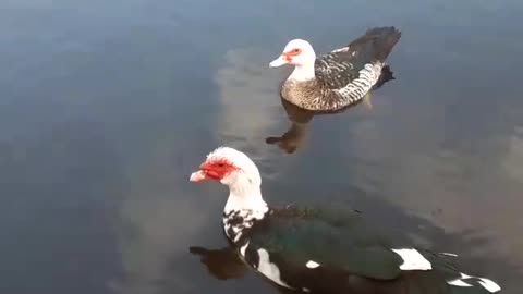 Our Male & Female Muscovy Ducks..