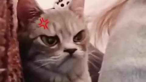 Best funny cat videos in the world