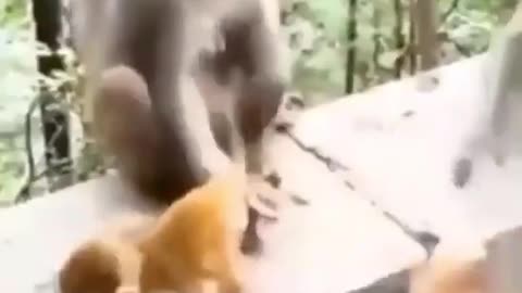 Amazing slap from a mother monkey when he try to flirt with her daughter