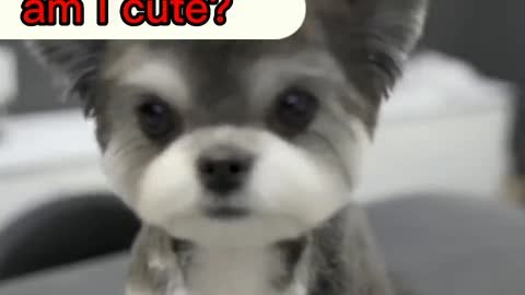 Cutie pet grooming 101