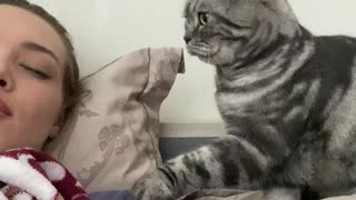 Gentle Kitty Tries to Wake Its Human