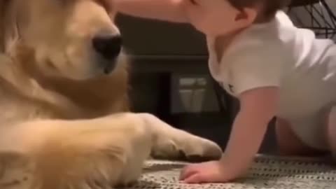 Dog and cute baby lovely moments💯👍