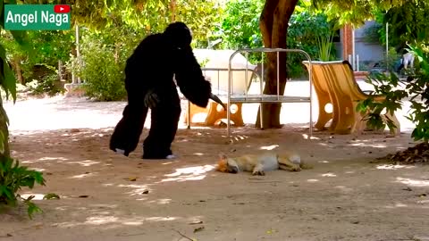 fake gorilla prank dogs make funny feeling dogs duper funny