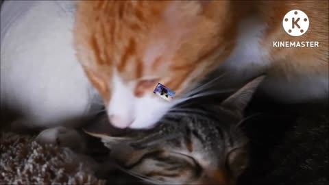 The funniest animals/ Fun with cats part (2) 2022