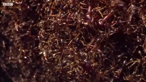 The Minuscule Universe Of Bugs | BBC Earth