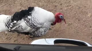 The Turkey Chicken Racing with Car