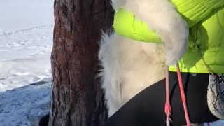 Fluffy Dog Rides a Swing