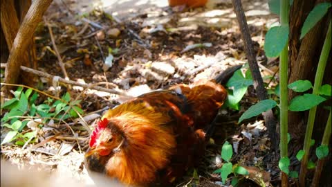 🐓 Breeding chickens on the site, the most egg-laying breed of chickens for home breeding