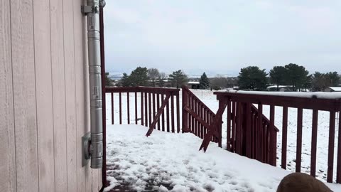 ASMR Dogs Outside In Snow