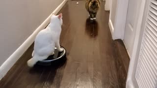 Funny cat video, Qtip