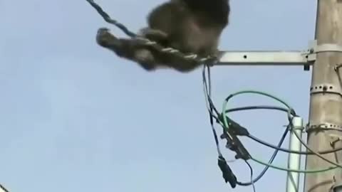 Chimp rescued from power line in Japan