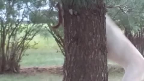 White dog chases squirrel up and around tree