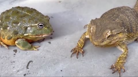 Cute Babies and Tortoise become friends - Funny Babies