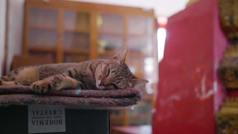 Orbiting Sleeping Cat--FH